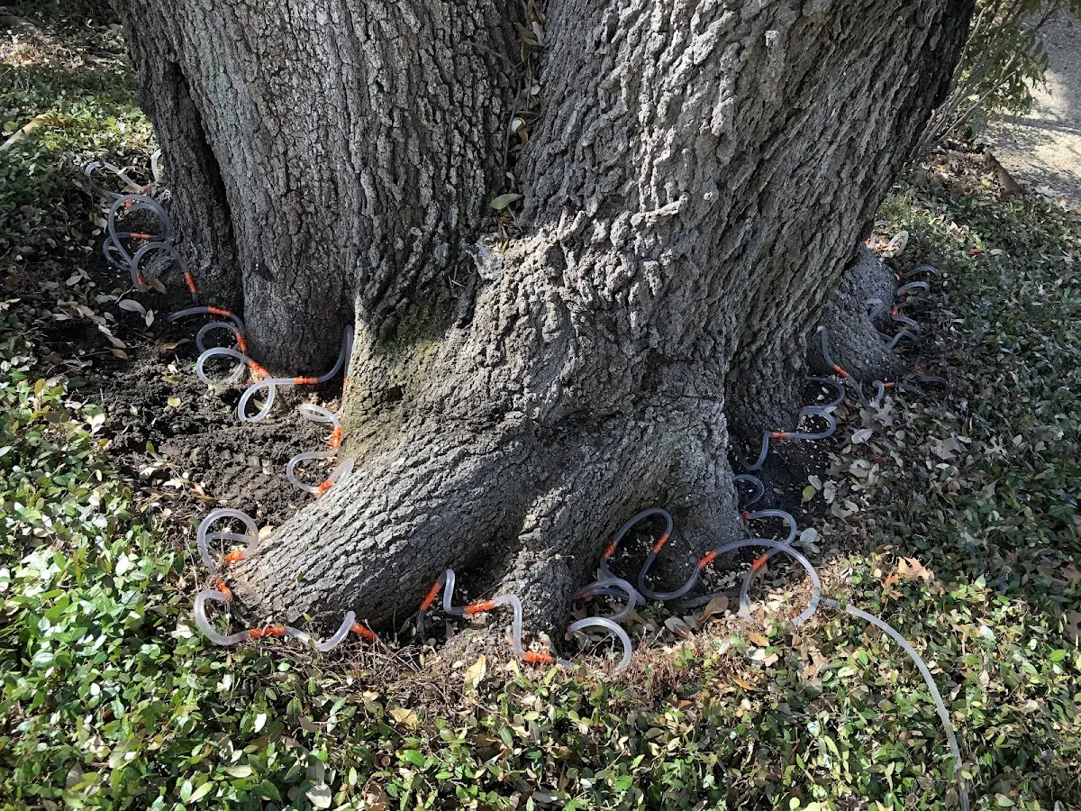 Detailed Tree Cabling and Bracing job site in Marathon